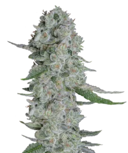 Bild der Cherry Pie Cannabis-Sorte, die aus Indica-Samen gezogen wurde, mit dichten, steinähnlichen Buds in reichen Grüntönen und einer subtilen frostigen grauen Beschichtung, die ihre robuste und strukturierte visuelle Anziehungskraft hervorhebt.