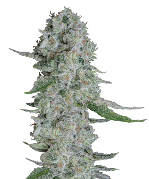Bild der Cherry Pie Cannabis-Sorte, die aus Indica-Samen gezogen wurde, mit dichten, steinähnlichen Buds in reichen Grüntönen und einer subtilen frostigen grauen Beschichtung, die ihre robuste und strukturierte visuelle Anziehungskraft hervorhebt.