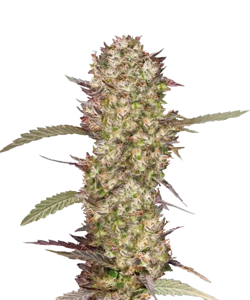 Bild der Forbidden Fruit Cannabis-Sorte, das ihre großen, harzigen Cola-Buds hervorhebt. Die Buds sind dicht gepackt und mit einer dicken Schicht Trichomen bedeckt, was ihnen ein glänzendes, fast saftiges Aussehen verleiht. Die Farben sind eine auffällige Mischung aus tiefem Lila, dunklem Grün und lebendigen orangefarbenen Härchen, die das exotische und fruchtige Profil der Sorte widerspiegeln. Die Buds sind entlang des Stiels gruppiert und zeigen das reiche, süße und säuerliche Aroma der Sorte, das die Essenz von verbotenen Früchten hervorruft.