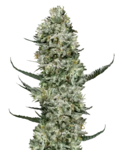 Bild der Gelato 33 Cannabis-Sorte, mit großen, dichten Cola-Buds. Die Buds sind dick mit frostigen Trichomen bedeckt, was ihnen ein schimmerndes, eisähnliches Aussehen verleiht. Die Farben sind eine lebendige Mischung aus tiefem Grün und Lila, durchzogen von leuchtend orangefarbenen Härchen, die die auffällige visuelle Anziehungskraft der Sorte unterstreichen. Die Buds sind dicht entlang des Stiels gruppiert und spiegeln das süße und zitrusartige Aroma der Sorte wider, mit einem Hauch von cremigen Untertönen, die ihre von Desserts inspirierten Gene ergänzen.