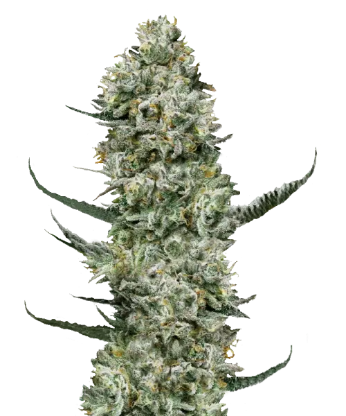 Bild der Gelato 33 Cannabis-Sorte, mit großen, dichten Cola-Buds. Die Buds sind dick mit frostigen Trichomen bedeckt, was ihnen ein schimmerndes, eisähnliches Aussehen verleiht. Die Farben sind eine lebendige Mischung aus tiefem Grün und Lila, durchzogen von leuchtend orangefarbenen Härchen, die die auffällige visuelle Anziehungskraft der Sorte unterstreichen. Die Buds sind dicht entlang des Stiels gruppiert und spiegeln das süße und zitrusartige Aroma der Sorte wider, mit einem Hauch von cremigen Untertönen, die ihre von Desserts inspirierten Gene ergänzen.