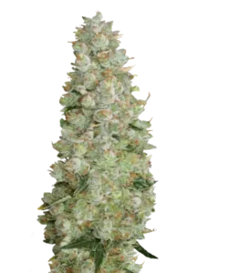 Bild der Gelonade Cannabis-Sorte, die aus Sativa-Marihuana-Samen gezogen wurde, mit dichten, frostigen Cola-Buds, die mit funkelnden Trichomen bedeckt sind. Helle Grüntöne mit einem Hauch von Gelb und orangefarbenen Härchen spiegeln das spritzige Profil der Sorte wider und verströmen ein zitrusartiges Aroma, das an frische Limonade erinnert.