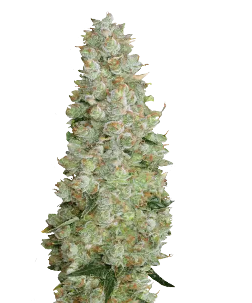 Bild der Gelonade Cannabis-Sorte, die aus Sativa-Marihuana-Samen gezogen wurde, mit dichten, frostigen Cola-Buds, die mit funkelnden Trichomen bedeckt sind. Helle Grüntöne mit einem Hauch von Gelb und orangefarbenen Härchen spiegeln das spritzige Profil der Sorte wider und verströmen ein zitrusartiges Aroma, das an frische Limonade erinnert.