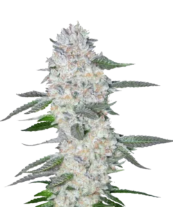 Bild der Georgia Pie Cannabis-Sorte, einer Hybrid-Sorte, mit großen, dichten Cola-Buds, die mit einer frostigen Schicht Trichomen bedeckt sind. Die tiefgrünen Buds, akzentuiert mit einem Hauch von Lila und leuchtend orangefarbenen Härchen, verströmen ein süßes, pfirsichartiges Aroma, das an frisch gebackenen Kuchen erinnert.