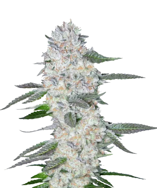 Bild der Georgia Pie Cannabis-Sorte, einer Hybrid-Sorte, mit großen, dichten Cola-Buds, die mit einer frostigen Schicht Trichomen bedeckt sind. Die tiefgrünen Buds, akzentuiert mit einem Hauch von Lila und leuchtend orangefarbenen Härchen, verströmen ein süßes, pfirsichartiges Aroma, das an frisch gebackenen Kuchen erinnert.