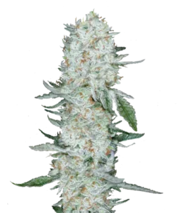 Bild der Ghost Train Haze Buds, die aus Sativa-Samen gezogen wurden, mit dichten Cola-Buds, die mit einer frostigen weißen Trichom-Schicht bedeckt sind. Die hellgrünen Töne, orangefarbenen Härchen und ein zitrus-pineartiges Aroma heben die visuelle und olfaktorische Anziehungskraft der Sorte hervor.