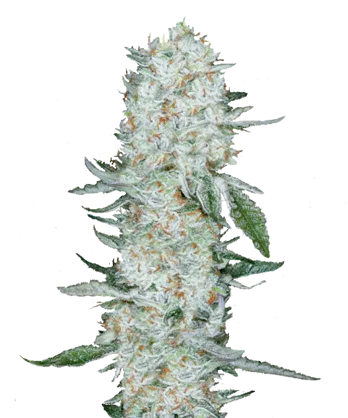 Bild der Ghost Train Haze Buds, die aus Sativa-Samen gezogen wurden, mit dichten Cola-Buds, die mit einer frostigen weißen Trichom-Schicht bedeckt sind. Die hellgrünen Töne, orangefarbenen Härchen und ein zitrus-pineartiges Aroma heben die visuelle und olfaktorische Anziehungskraft der Sorte hervor.