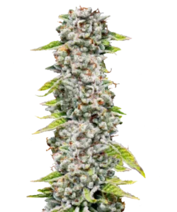 Bild der Godfather OG Cannabis-Sorte, mit großen, dichten Cola-Buds. Die Buds sind in tiefem Grün mit Flecken von dunklem Lila gefärbt, akzentuiert durch leuchtend orangefarbene Härchen. Sie sind mit einer dicken Schicht Trichomen bedeckt, was ihnen ein leicht frostiges Aussehen verleiht.
