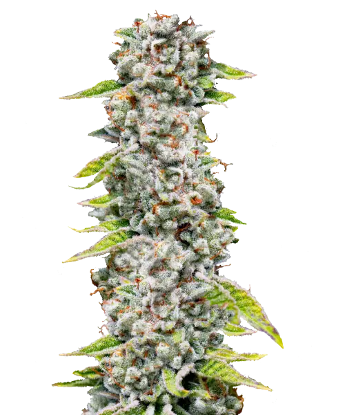 Godfather OG