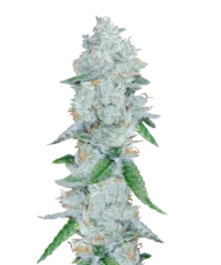 Bild der Grape Ape Cannabis-Sorte, einer 90% Indica, die aus Indica-Samen gezogen wurde, mit dichten, frostigen Buds in grünen und lila Tönen, die ein süßes, traubenartiges Aroma verströmen.
