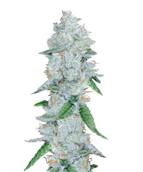 Bild der Grape Ape Cannabis-Sorte, einer 90% Indica, die aus Indica-Samen gezogen wurde, mit dichten, frostigen Buds in grünen und lila Tönen, die ein süßes, traubenartiges Aroma verströmen.