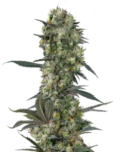 Bild der Grease Monkey Cannabis-Sorte, einer Hybrid-Sorte, mit großen, dichten Cola-Buds in lebendigen Grüntönen und leuchtend orangefarbenen Härchen. Die Buds sind mit frostigen Trichomen bedeckt und haben ein schimmerndes, klebriges Aussehen, das ihre robuste und harzige Struktur betont.