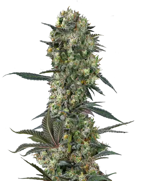 Bild der Grease Monkey Cannabis-Sorte, einer Hybrid-Sorte, mit großen, dichten Cola-Buds in lebendigen Grüntönen und leuchtend orangefarbenen Härchen. Die Buds sind mit frostigen Trichomen bedeckt und haben ein schimmerndes, klebriges Aussehen, das ihre robuste und harzige Struktur betont.