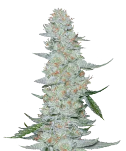 Bild der Horchata Cannabis-Sorte, mit großen, dichten Cola-Buds. Die Buds sind mit einer dicken, zuckerartigen Schicht frostiger weißer Trichome bedeckt, was ihnen ein funkelndes, kristallines Aussehen verleiht. Die darunterliegende blassgrüne Farbe ist schwach unter der zuckerartigen Schicht sichtbar, mit leichten orangefarbenen Härchen, die subtil eingewoben sind. Die Buds sind fest entlang des Stiels gepackt und bieten einen visuell reichen und makellosen Look.
