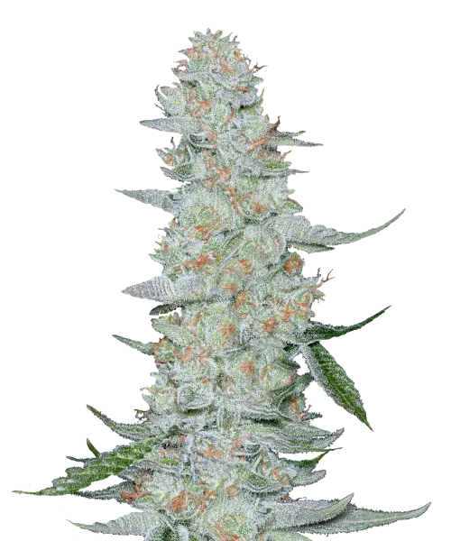 Bild der Horchata Cannabis-Sorte, mit großen, dichten Cola-Buds. Die Buds sind mit einer dicken, zuckerartigen Schicht frostiger weißer Trichome bedeckt, was ihnen ein funkelndes, kristallines Aussehen verleiht. Die darunterliegende blassgrüne Farbe ist schwach unter der zuckerartigen Schicht sichtbar, mit leichten orangefarbenen Härchen, die subtil eingewoben sind. Die Buds sind fest entlang des Stiels gepackt und bieten einen visuell reichen und makellosen Look.
