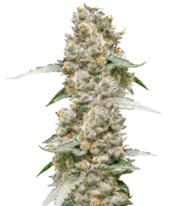 Bild der Jealousy Cannabis-Sorte, das große, dichte Cola-Buds zeigt. Die Buds haben ein lebendiges, tiefes Grün mit hellen orangefarbenen Härchen, die durchgezogen sind. Sie sind dick mit einer Schicht frostiger Trichome bedeckt, die ihnen ein leicht schimmerndes und klebriges Aussehen verleihen. Die Buds sind eng entlang des Stiels gruppiert und präsentieren eine robuste und visuell auffällige Struktur.
