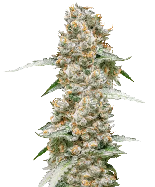 Bild der Jealousy Cannabis-Sorte, das große, dichte Cola-Buds zeigt. Die Buds haben ein lebendiges, tiefes Grün mit hellen orangefarbenen Härchen, die durchgezogen sind. Sie sind dick mit einer Schicht frostiger Trichome bedeckt, die ihnen ein leicht schimmerndes und klebriges Aussehen verleihen. Die Buds sind eng entlang des Stiels gruppiert und präsentieren eine robuste und visuell auffällige Struktur.