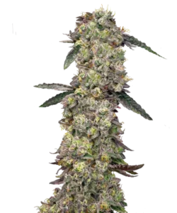 Bild der Lava Cake Cannabis-Sorte, mit großen, dichten Cola-Buds, die eine steinähnliche Textur aufweisen. Die Buds zeigen eine auffällige Mischung aus dunklen und hellen Grüntönen, die nahtlos über die Oberfläche verlaufen. Während die Buds nicht mit Trichomen bedeckt sind, verleiht ihre robuste, feste Struktur ihnen ein solides, fast steinernes Aussehen. Helle orangefarbene Härchen sind durch die Buds verstreut und verstärken die visuelle Komplexität der Sorte.