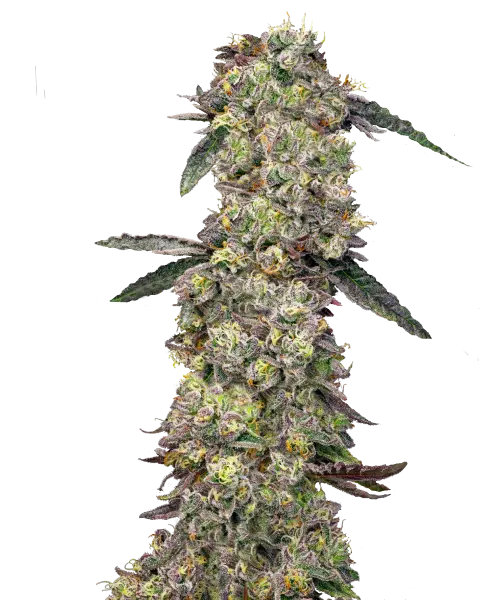 Bild der Lava Cake Cannabis-Sorte, mit großen, dichten Cola-Buds, die eine steinähnliche Textur aufweisen. Die Buds zeigen eine auffällige Mischung aus dunklen und hellen Grüntönen, die nahtlos über die Oberfläche verlaufen. Während die Buds nicht mit Trichomen bedeckt sind, verleiht ihre robuste, feste Struktur ihnen ein solides, fast steinernes Aussehen. Helle orangefarbene Härchen sind durch die Buds verstreut und verstärken die visuelle Komplexität der Sorte.