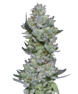 Bild der London Pound Cake Cannabis-Sorte, die aus Indica-Samen gezogen wurde, mit dichten, steinähnlichen Buds in tiefgrünen Tönen und einem subtilen grauen Frost, der ihr robustes und texturiertes visuelles Profil hervorhebt.