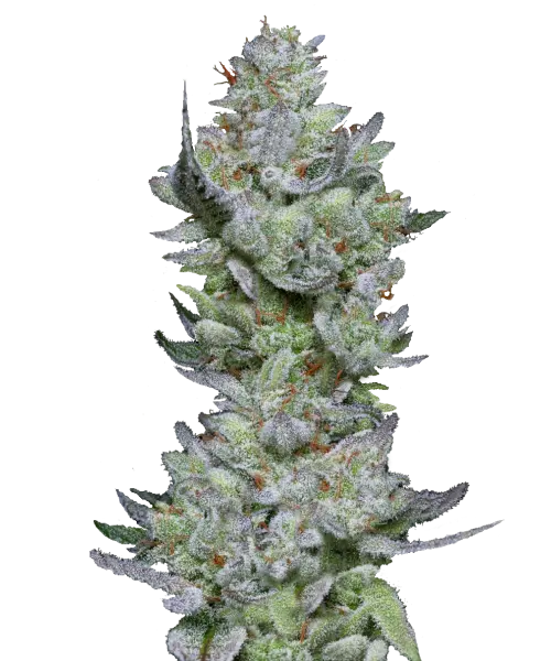Bild der London Pound Cake Cannabis-Sorte, die aus Indica-Samen gezogen wurde, mit dichten, steinähnlichen Buds in tiefgrünen Tönen und einem subtilen grauen Frost, der ihr robustes und texturiertes visuelles Profil hervorhebt.