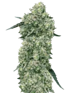 Bild der Melonade Cannabis-Sorte, die aus Sativa-Marihuana-Samen gezogen wurde, mit großen, dichten Cola-Buds in lebendigen Grüntönen. Die fest gepackten Buds zeigen eine glatte, gleichmäßige Textur und betonen das saubere und frische Aussehen der Sorte.
