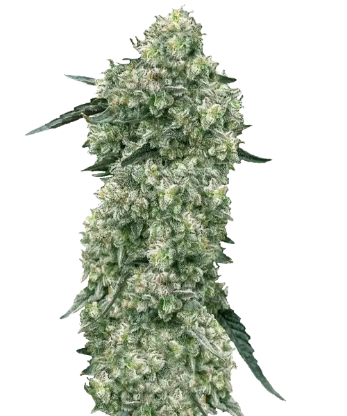 Bild der Melonade Cannabis-Sorte, die aus Sativa-Marihuana-Samen gezogen wurde, mit großen, dichten Cola-Buds in lebendigen Grüntönen. Die fest gepackten Buds zeigen eine glatte, gleichmäßige Textur und betonen das saubere und frische Aussehen der Sorte.