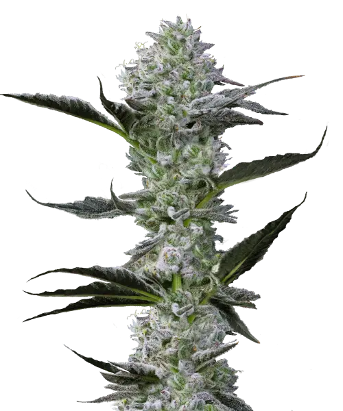 Bild der Mimosa Cannabis-Sorte, die aus Sativa-Samen gezogen wurde, mit den ersten Buds, die sich zwischen den dunkelgrünen Blättern zeigen. Die kleinen, aber dichten Buds heben sich gegen das üppige, breite Laub ab und zeigen frühes Wachstum sowie lebendiges Potenzial.