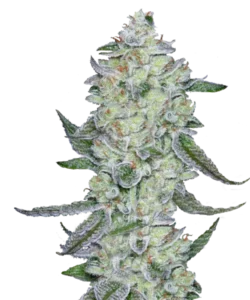 Bild der Purple Punch Cannabis-Sorte, die aus Indica-Samen gezogen wurde, mit dichten, steinähnlichen Buds in tiefgrünen Tönen und einer frostigen grauen Beschichtung. Dies schafft ein festes, strukturiertes und robustes visuelles Profil.
