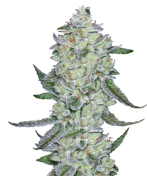 Bild der Purple Punch Cannabis-Sorte, die aus Indica-Samen gezogen wurde, mit dichten, steinähnlichen Buds in tiefgrünen Tönen und einer frostigen grauen Beschichtung. Dies schafft ein festes, strukturiertes und robustes visuelles Profil.