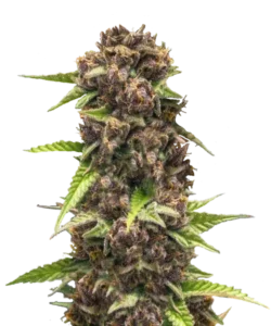 Bild der Purple Runtz, einer Hybrid-Sorte, die dichte Cola-Buds mit tiefen, dunklen Lilatönen zeigt, akzentuiert durch subtile grüne Nuancen. Die fest gepackten Buds strahlen ein auffälliges und luxuriöses Aussehen aus und betonen die reiche Farbgebung der Sorte.