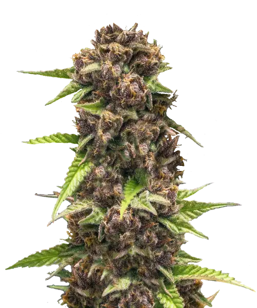 Bild der Purple Runtz, einer Hybrid-Sorte, die dichte Cola-Buds mit tiefen, dunklen Lilatönen zeigt, akzentuiert durch subtile grüne Nuancen. Die fest gepackten Buds strahlen ein auffälliges und luxuriöses Aussehen aus und betonen die reiche Farbgebung der Sorte.