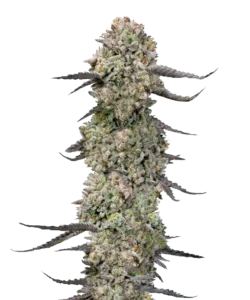 Bild der Rainbow Belts, einer Hybrid-Sorte, mit dichten, fest gepackten Cola-Buds, die von grünen und dunkel getönten Blättern umgeben sind. Der Kontrast zwischen den lebendigen grünen Buds und dem dunkleren Laub erzeugt ein auffälliges und visuell dynamisches Erscheinungsbild.
