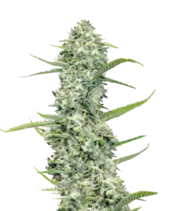 Bild der Rainbow Sherbet Cannabis-Sorte, die dichte Cola-Buds mit einer lebendigen grünen Farbe und subtilen zitronengelben Akzenten zeigt. Die Buds sind fest gepackt und kompakt, wobei die leuchtend grünen Töne das Erscheinungsbild dominieren, akzentuiert durch Hauch von Zitronengelb, das einen frischen, spritzigen Kontrast hinzufügt. Die Kombination aus Grün und Gelb verleiht der Sorte eine lebendige und belebende visuelle Anziehungskraft.