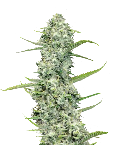 Bild der Rainbow Sherbet Cannabis-Sorte, die dichte Cola-Buds mit einer lebendigen grünen Farbe und subtilen zitronengelben Akzenten zeigt. Die Buds sind fest gepackt und kompakt, wobei die leuchtend grünen Töne das Erscheinungsbild dominieren, akzentuiert durch Hauch von Zitronengelb, das einen frischen, spritzigen Kontrast hinzufügt. Die Kombination aus Grün und Gelb verleiht der Sorte eine lebendige und belebende visuelle Anziehungskraft.