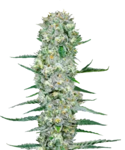 Bild der Sour Tangie Cannabis-Sorte, die aus Sativa-Samen gezogen wurde, mit dichten, lebendigen Buds in hellen und dunklen Grüntönen, die durch leuchtend orange Pistillen kontrastiert werden, was einen auffälligen visuellen Reiz erzeugt.