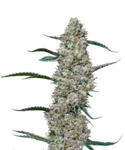 Bild der Sundae Driver Cannabis-Sorte, das dichte Cola-Buds zeigt, die überwiegend grün sind, mit subtilen lila Akzenten. Die Buds sind fest gepackt und kompakt, wobei die grüne Farbe dominiert, während kleine lila Flecken durchscheinen und einen Hauch von Farbkontrast hinzufügen. Das Zusammenspiel von Grün und etwas Lila verleiht der Sorte ein einzigartiges und ansprechendes visuelles Profil.