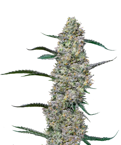 Bild der Sundae Driver Cannabis-Sorte, das dichte Cola-Buds zeigt, die überwiegend grün sind, mit subtilen lila Akzenten. Die Buds sind fest gepackt und kompakt, wobei die grüne Farbe dominiert, während kleine lila Flecken durchscheinen und einen Hauch von Farbkontrast hinzufügen. Das Zusammenspiel von Grün und etwas Lila verleiht der Sorte ein einzigartiges und ansprechendes visuelles Profil.