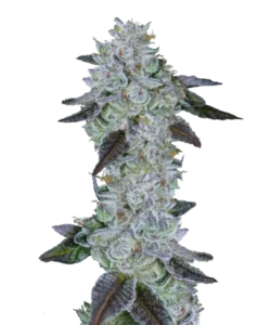 Bild der Sunset Sherbet Cannabis-Sorte, die aus Indica-Samen gezogen wurde, mit dichten, frostigen Buds, die mit schimmernden weißen Trichomen und subtilen blauen Tönen bedeckt sind, was einen auffälligen und fesselnden visuellen Kontrast schafft.