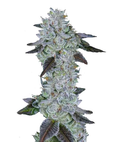 Bild der Sunset Sherbet Cannabis-Sorte, die aus Indica-Samen gezogen wurde, mit dichten, frostigen Buds, die mit schimmernden weißen Trichomen und subtilen blauen Tönen bedeckt sind, was einen auffälligen und fesselnden visuellen Kontrast schafft.