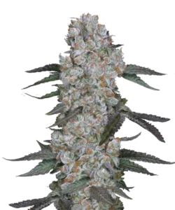 Bild der Super Boof, einer Hybrid-Sorte, mit dichten, fest gepackten Buds, umgeben von gedämpften, erdigen grünen Blättern. Die einheitlichen grünen Töne der Pflanze vermitteln Widerstandsfähigkeit und Stärke, was ein solides visuelles Profil schafft.