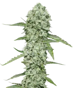 Bild der Super Glue Cannabis-Sorte, das dichte Buds mit einer lebendigen, zitronengrünen Farbe zeigt. Die Buds sind fest gepackt und zeigen einen hellen, fast zitronigen Grünton, der hervorsticht. Die zitronengrünen Töne verleihen der Sorte ein frisches und lebendiges Aussehen, was ihre visuelle Anziehungskraft insgesamt verstärkt.