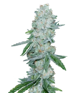 Imagen de la variedad de cannabis White Runtz, una de las variedades más sabrosas, con cogollos densos y helados que muestran tonos llamativos de azul y verde debajo de una capa nevada de tricomas.