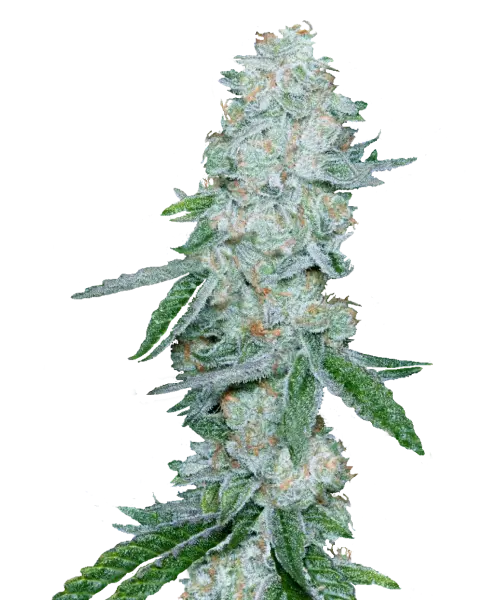 Imagen de la variedad de cannabis White Runtz, una de las variedades más sabrosas, con cogollos densos y helados que muestran tonos llamativos de azul y verde debajo de una capa nevada de tricomas.