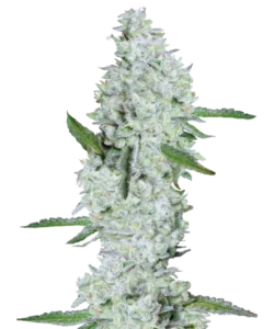 Imagen de la variedad de cannabis Zookies, mostrando cogollos densos cubiertos por una capa blanca y azucarada de tricomas. Los cogollos tienen una apariencia helada debido al espeso recubrimiento cristalino, lo que les da un aspecto brillante y cubierto de azúcar. El aspecto general es brillante e inmaculado, con los tricomas azucarados blancos resaltando la estructura densa y compacta de la variedad.