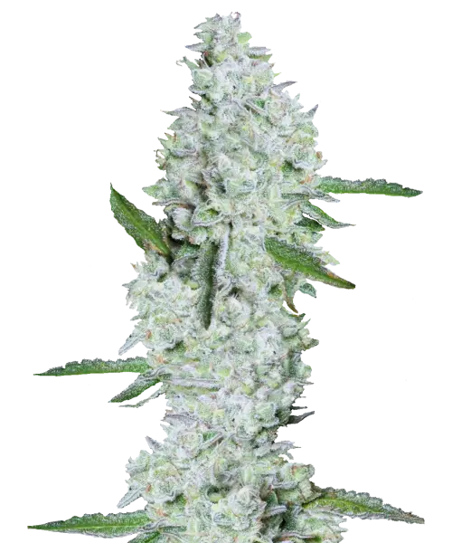 Imagen de la variedad de cannabis Zookies, mostrando cogollos densos cubiertos por una capa blanca y azucarada de tricomas. Los cogollos tienen una apariencia helada debido al espeso recubrimiento cristalino, lo que les da un aspecto brillante y cubierto de azúcar. El aspecto general es brillante e inmaculado, con los tricomas azucarados blancos resaltando la estructura densa y compacta de la variedad.