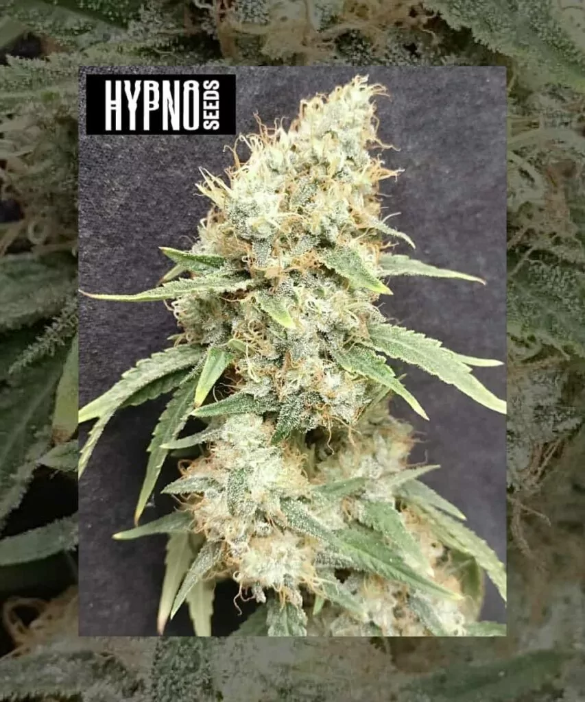 **Animal Mints-Sorte mit eisigen, kristallbedeckten Buds, die dicht, steinhart und kompakt sind. Die Buds zeigen eine frostige Schicht Trichome, die ihre Potenz und hohe Qualität hervorheben.**