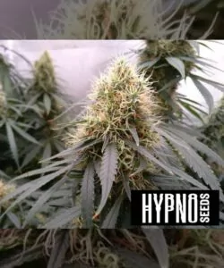 **Apple Fritter-Sorte Bild: Zeigt dichte Buds in der Blütephase, die mit einer dicken Schicht weißer Pistillen bedeckt sind. Diese Sorte weist ein gesundes, robustes Wachstum auf und ist eine potente Wahl für Cannabis-Enthusiasten.**