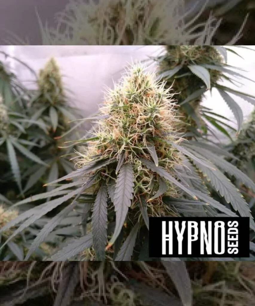 **Apple Fritter-Sorte Bild: Zeigt dichte Buds in der Blütephase, die mit einer dicken Schicht weißer Pistillen bedeckt sind. Diese Sorte weist ein gesundes, robustes Wachstum auf und ist eine potente Wahl für Cannabis-Enthusiasten.**