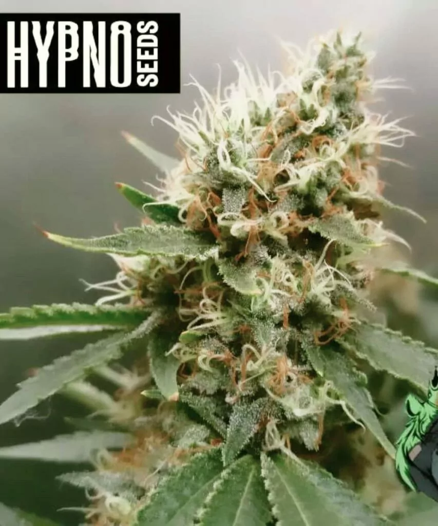 **Apple Fritter-Sorte Bild: Erfasst die Phase zwischen Blüte und Ernte, mit dichten Buds, die mit einer dicken Schicht weißer Pistillen bedeckt sind. Die Pflanze nähert sich der Reife, mit festen Buds, die bereit für die Ernte sind.**